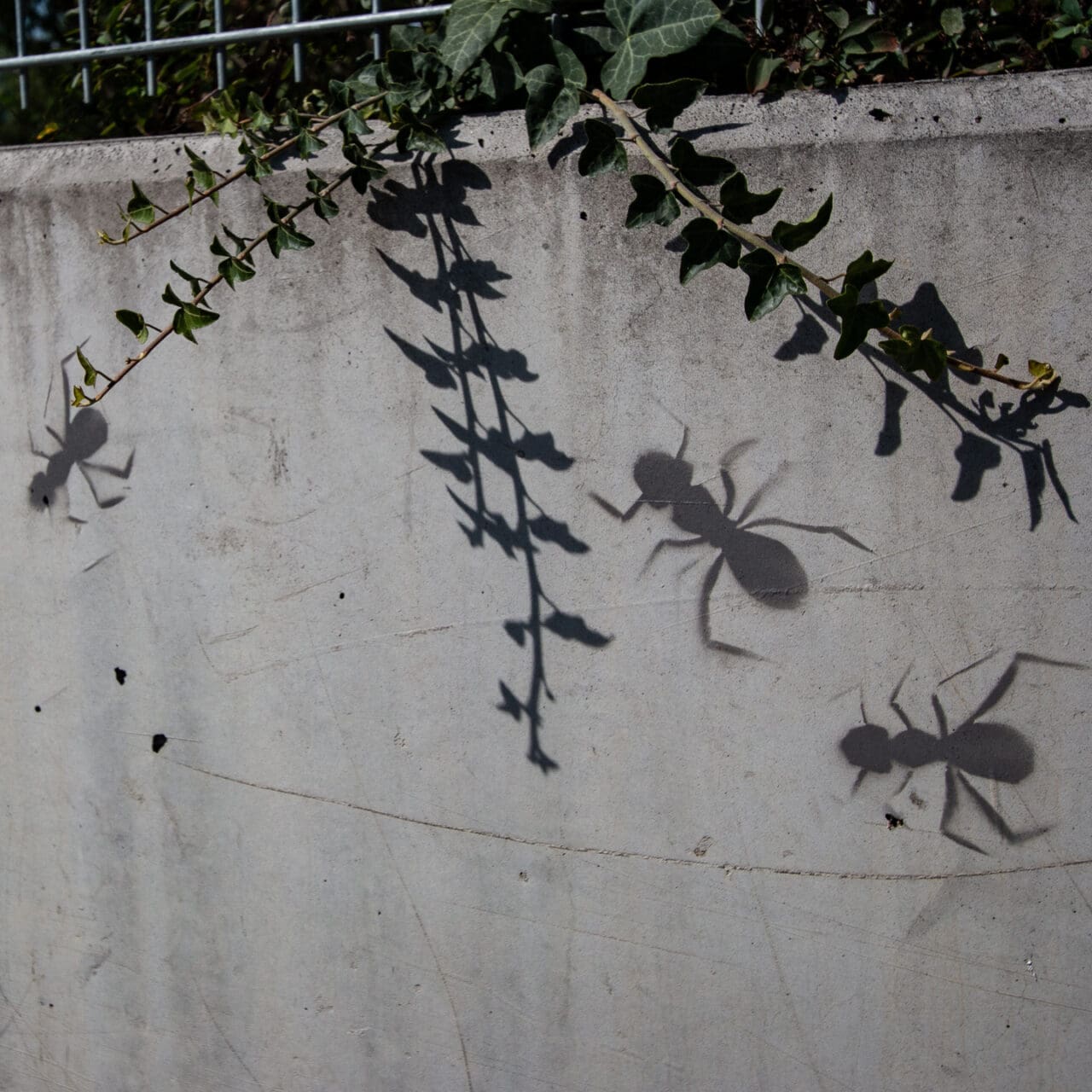Stencil Ants