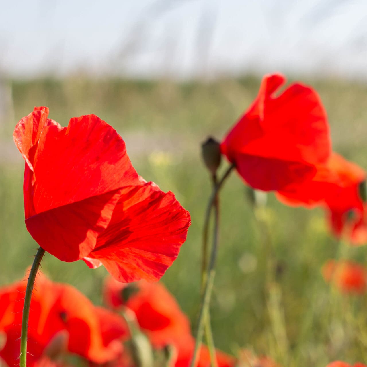 Detail Mohn Inspiration
