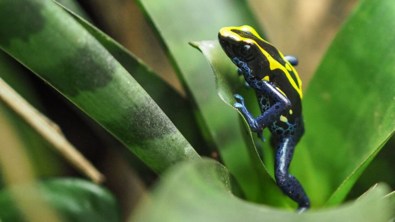 Baumsteiger Kunstwerk Inspiaration