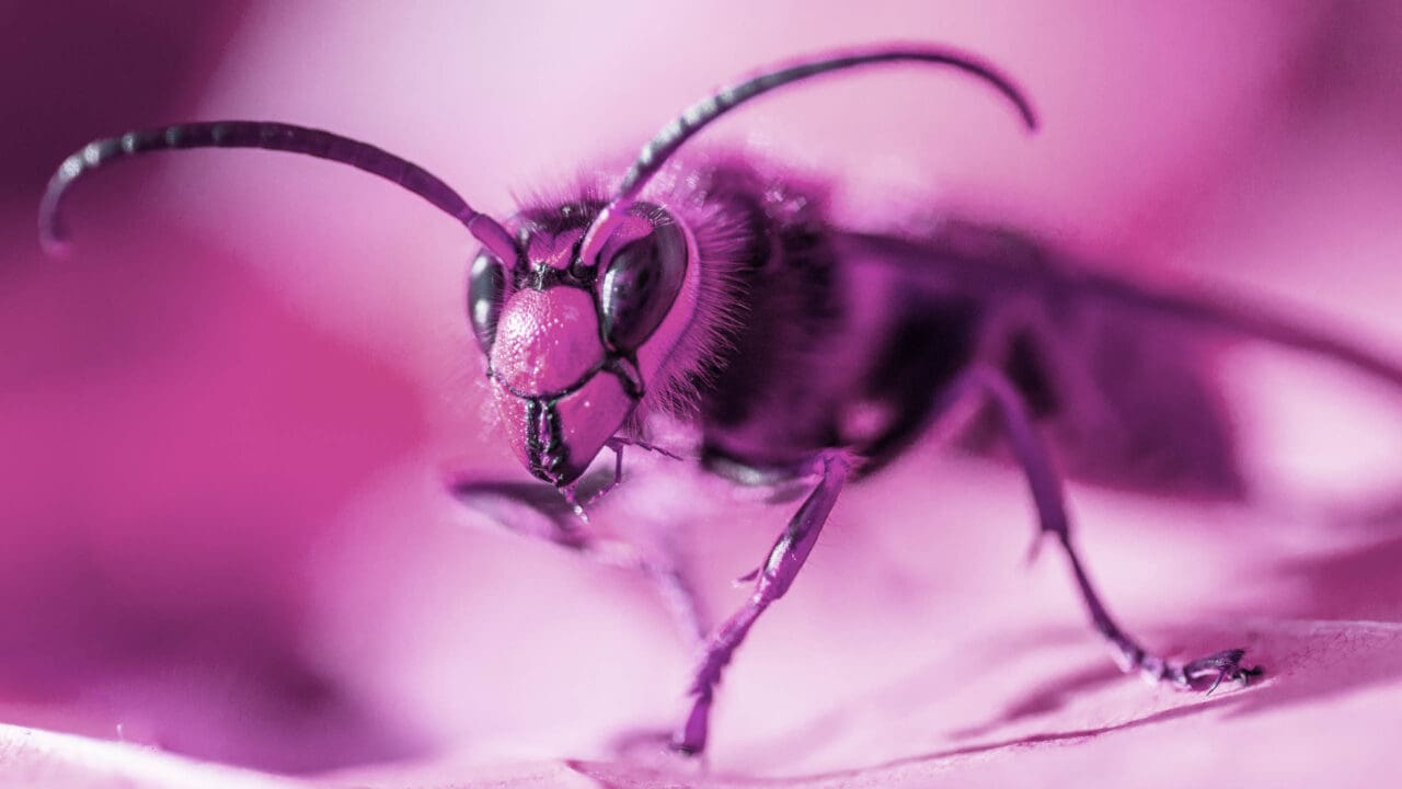 3D Graffiti mit Wespe, pink