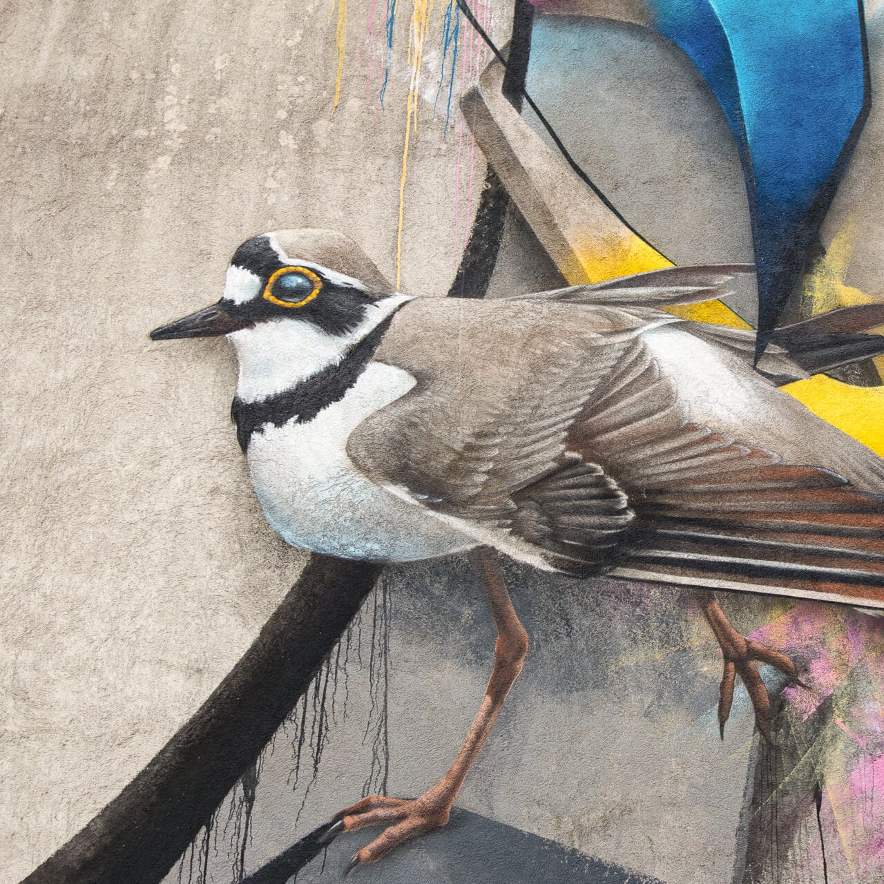 ringed plover artwork