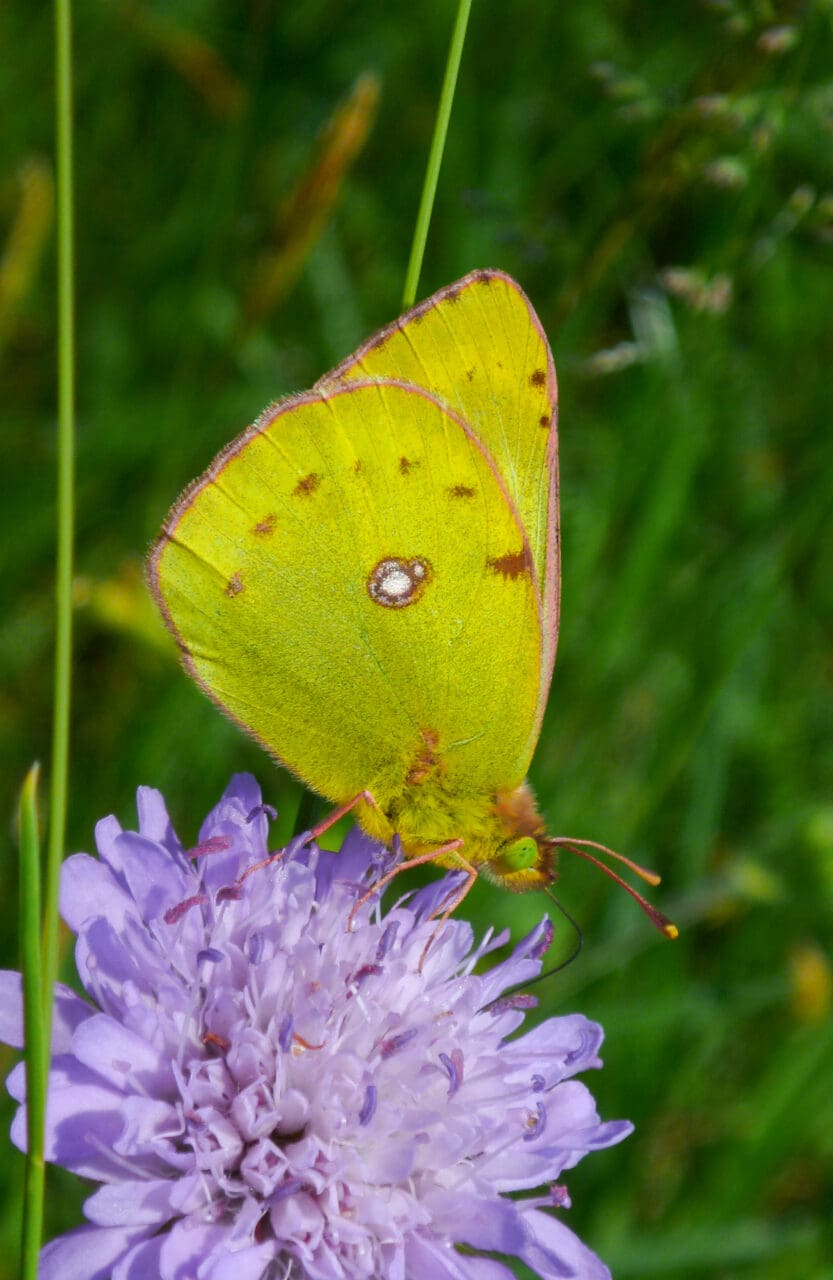 Butterfly modern art