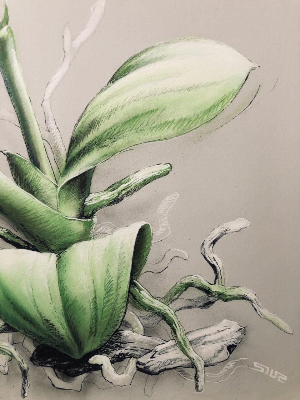 Orchidee Wandbild wurzeln