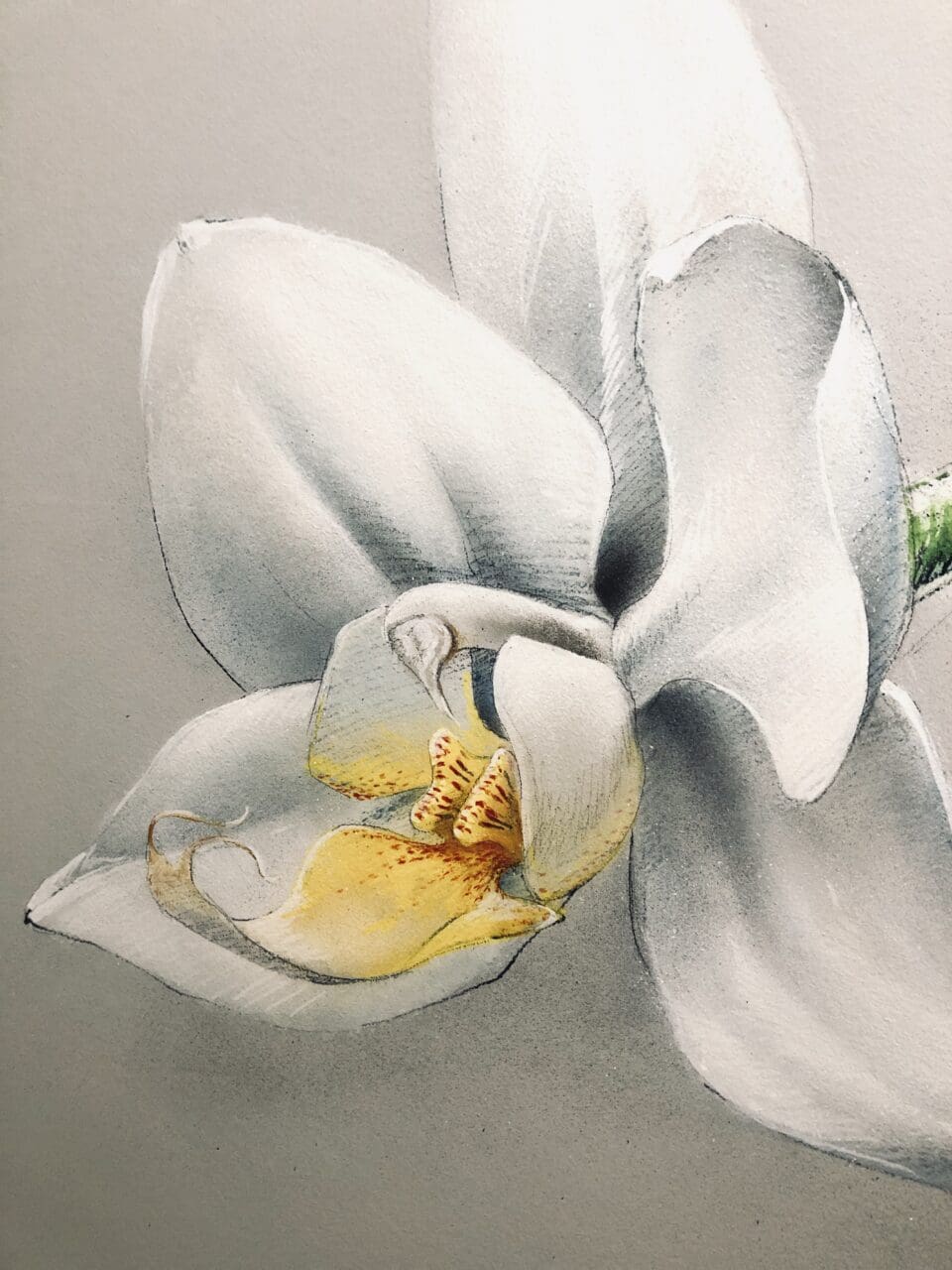 Orchidee Wandbild Phalaenopsis