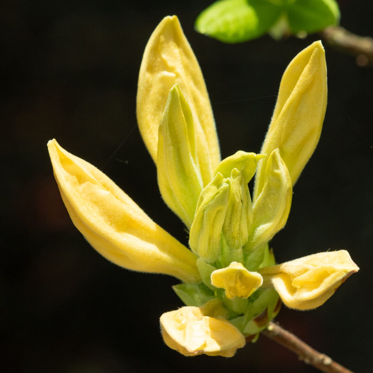 Blüte als Inspiration für Wandkunst