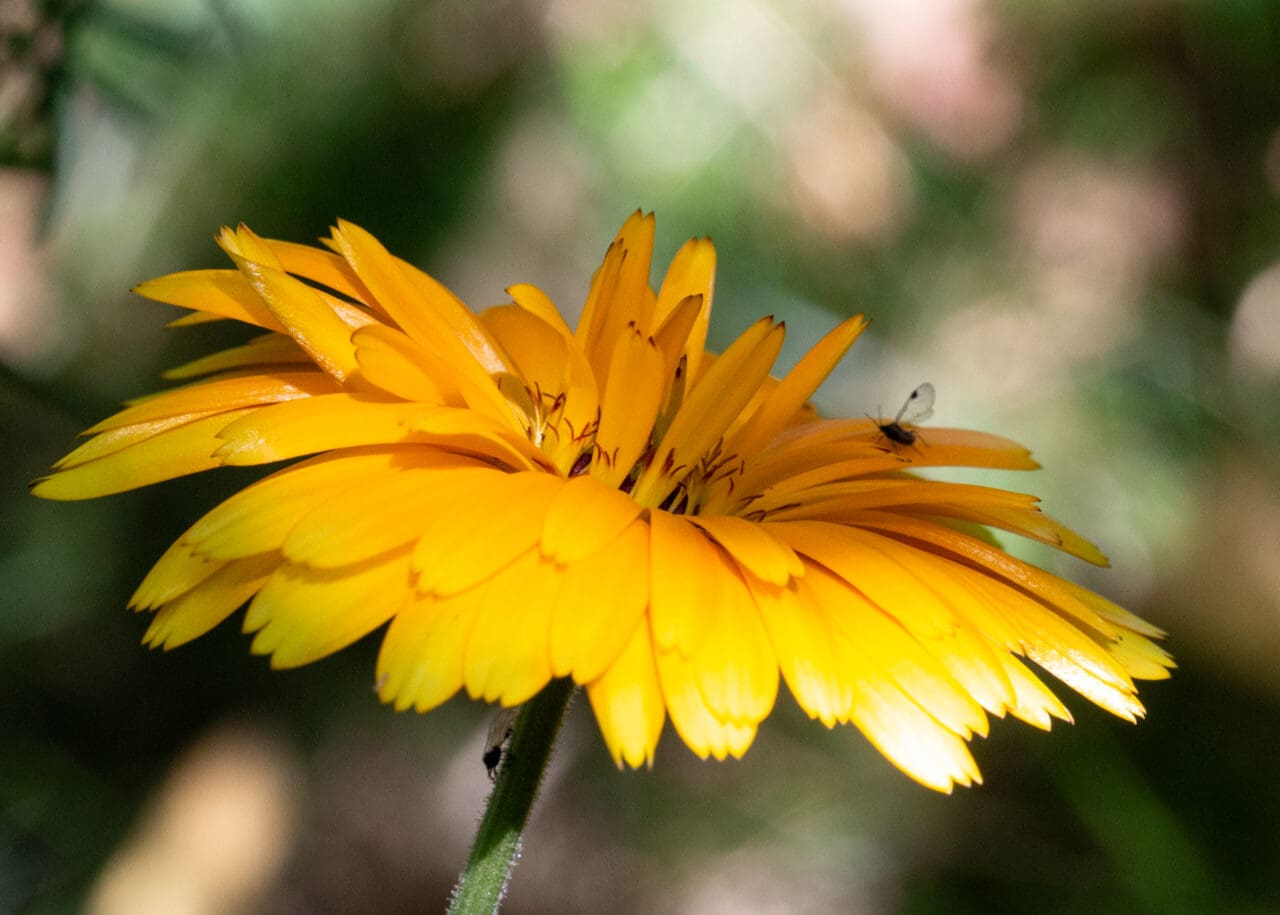 Ringelblume Foto 