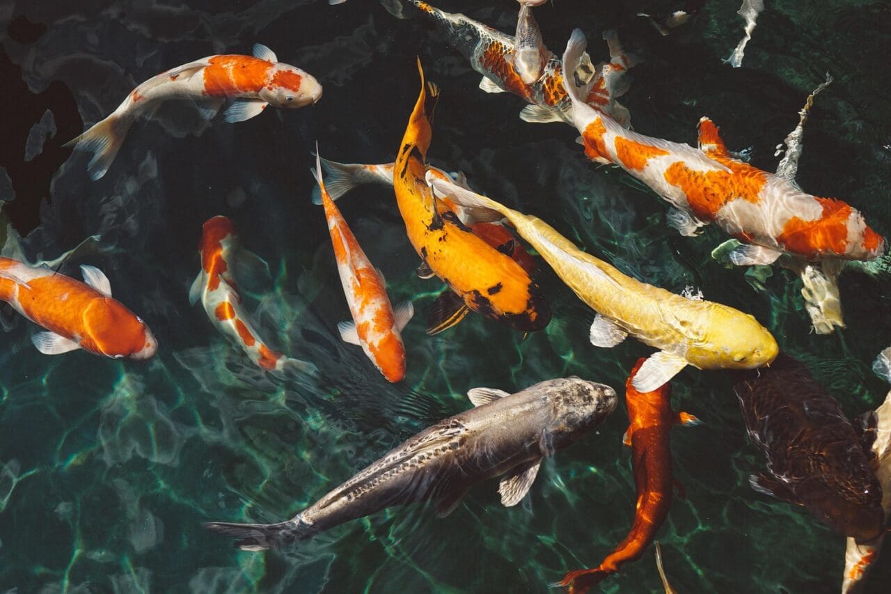 koi